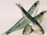 Balık Çeşitleri Nelerdir ?